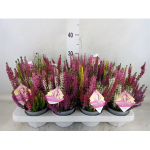 Calluna vulg. 'High Five'   ...mix