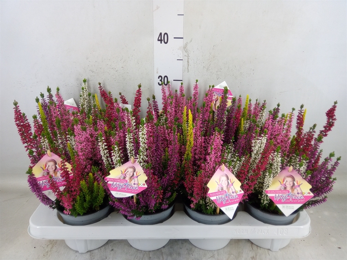 <h4>Calluna vulg. 'High Five'   ...mix</h4>