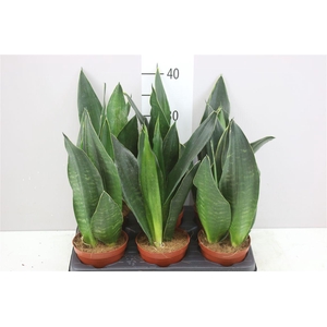 Sanseveria Superba Groen