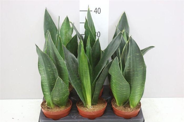 <h4>Sanseveria Superba Groen</h4>