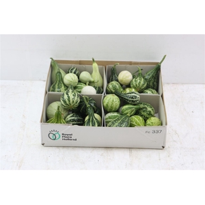 Sier Cucumis Kalabas Mini Mix X4