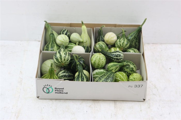 <h4>Sier Cucumis Kalabas Mini Mix X4</h4>