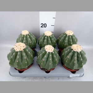 Cactus   ...