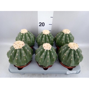 Cactus   ...