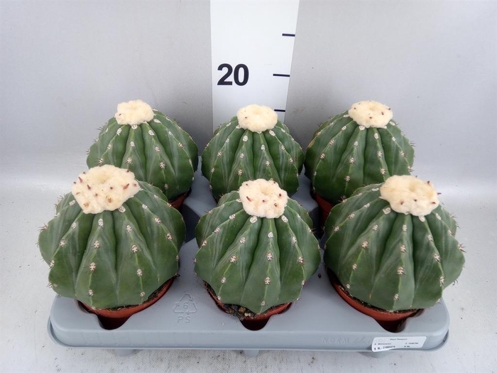 <h4>Cactus   ...</h4>