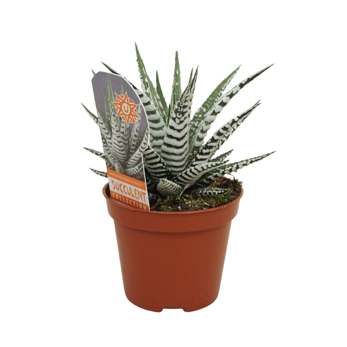<h4>Haworthia fasciata 'Alba'</h4>