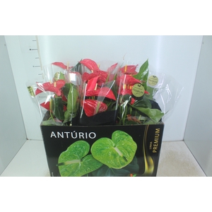 ANTHURIUM MICHIGAN P17 PREMIUM