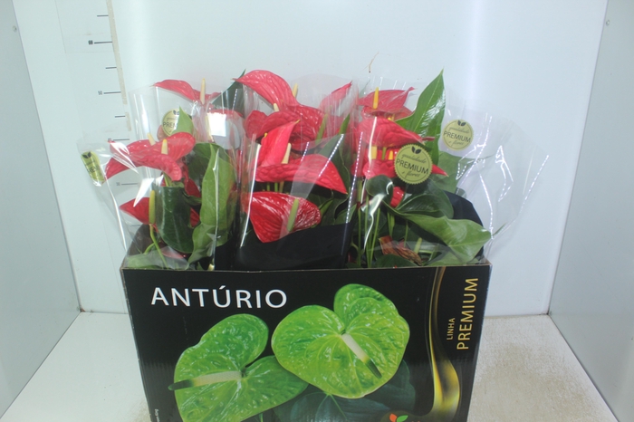 <h4>ANTHURIUM MICHIGAN P17 PREMIUM</h4>