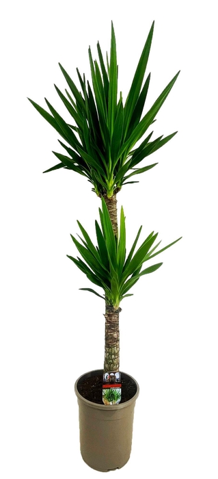 <h4>Yucca elephantipes 90-45</h4>