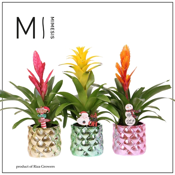 <h4>Bromelia variés</h4>