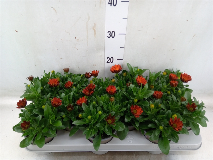 <h4>Osteospermum  'Margarita Orang Fla'</h4>