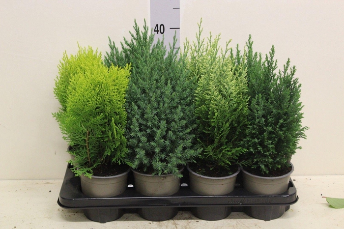 <h4>Coniferen mix opgaand P13 potgekweekt</h4>