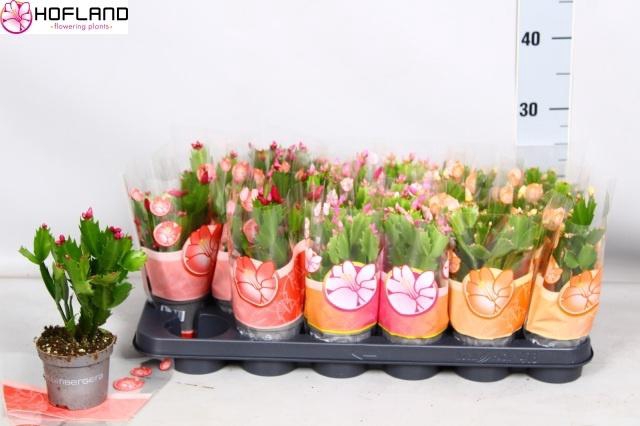 <h4>SCHLUMB GEM 3 KL</h4>