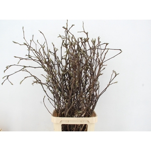 MAGNOLIA GRANDIFLORA X25