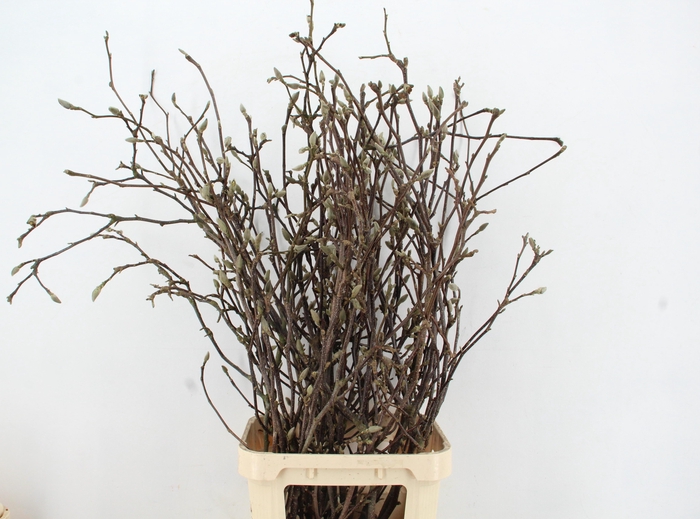 MAGNOLIA GRANDIFLORA X25