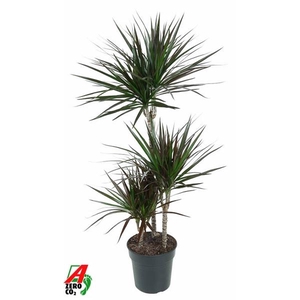 Dracaena marginata Magenta