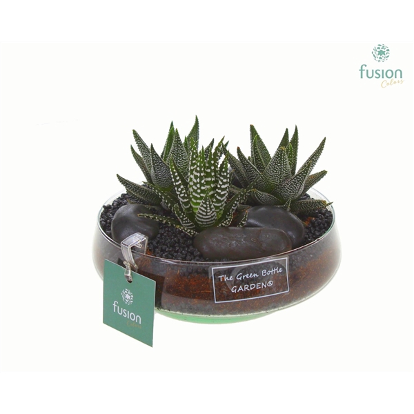 <h4>Green Bottle Iris Small met Haworthia</h4>