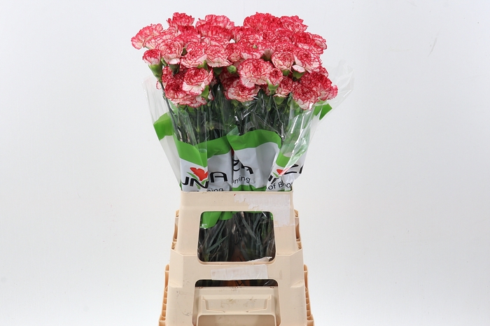 <h4>Di St Sorriso</h4>