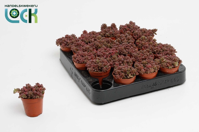 <h4>Sedum Sthalii</h4>