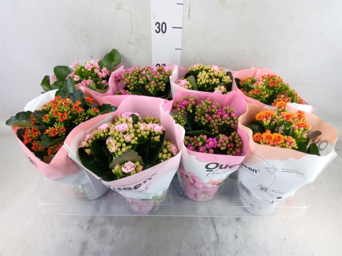 <h4>Kalanchoe blos.   ..rosebud mix GR</h4>