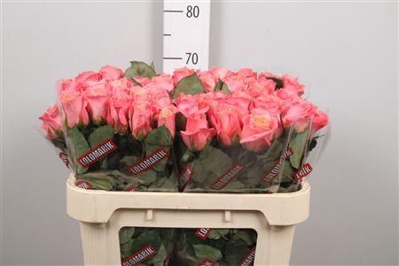 <h4>R Gr Miss Piggy+</h4>