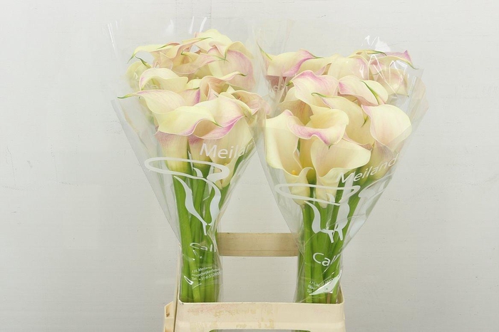 <h4>Zant Blushing Lady</h4>