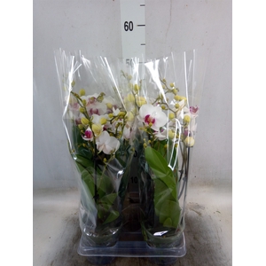 Phalaenopsis multi. 'FC Safe Haven'
