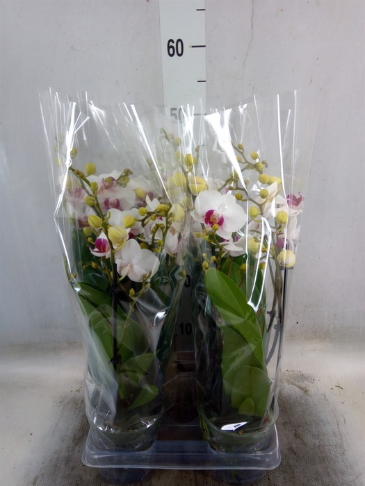 <h4>Phalaenopsis multi. 'FC Safe Haven'</h4>