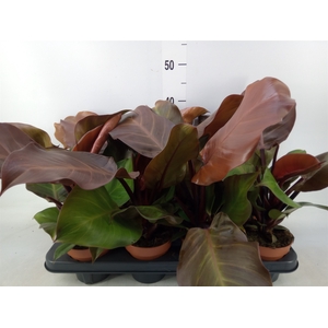 Philodendron  'Sunlight'
