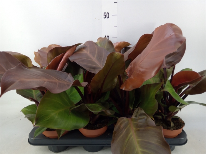 <h4>Philodendron  'Sunlight'</h4>