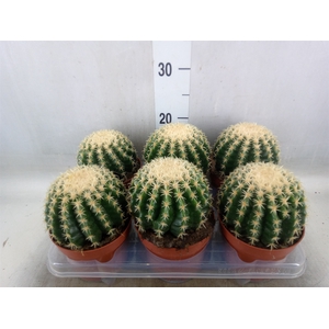 Echinocactus grusonii forma interme