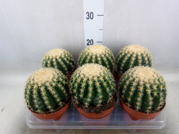 <h4>Echinocactus grusonii forma interme</h4>