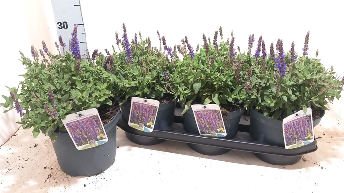 <h4>Salvia Ne Se Dp Blue</h4>