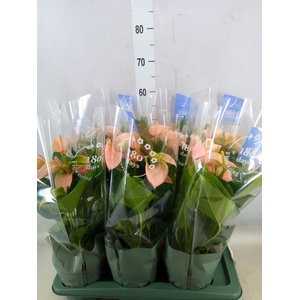 Anthurium andr. 'Joli Peach'