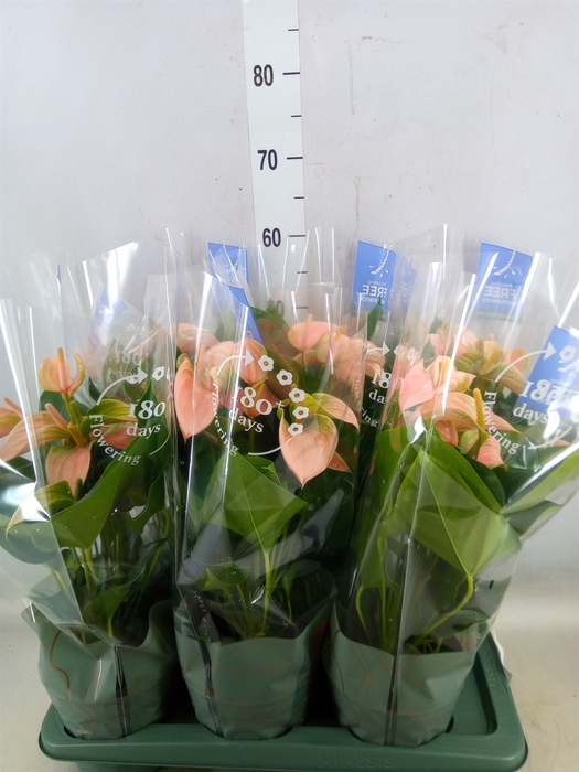 <h4>Anthurium andr. 'Joli Peach'</h4>