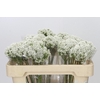 Ozothamnus Booming White
