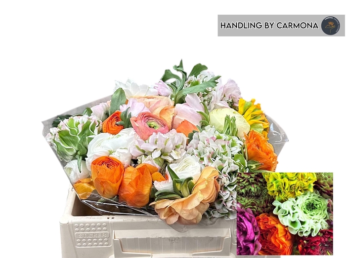 <h4>RANUNCULUS OV</h4>