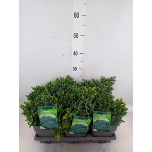 Juniperus squamata 'Blue Star'