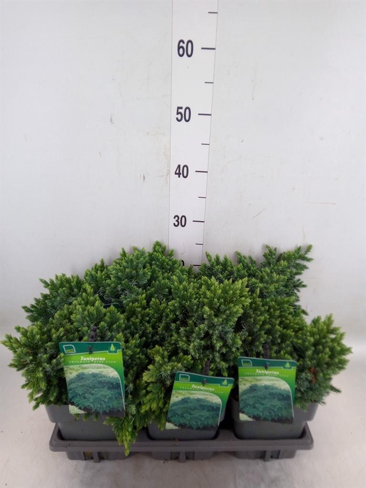 <h4>Juniperus squamata 'Blue Star'</h4>