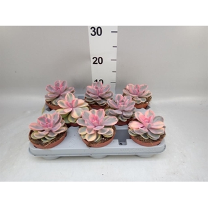 Echeveria   ...