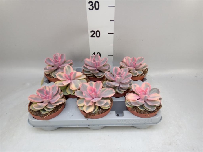 <h4>Echeveria ...</h4>