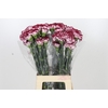 Dianthus St Olympia