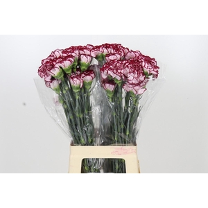 Dianthus St Olympia