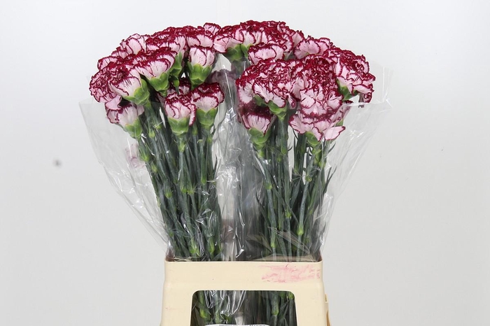 <h4>Dianthus St Olympia</h4>