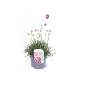 Armeria maritima Splendens