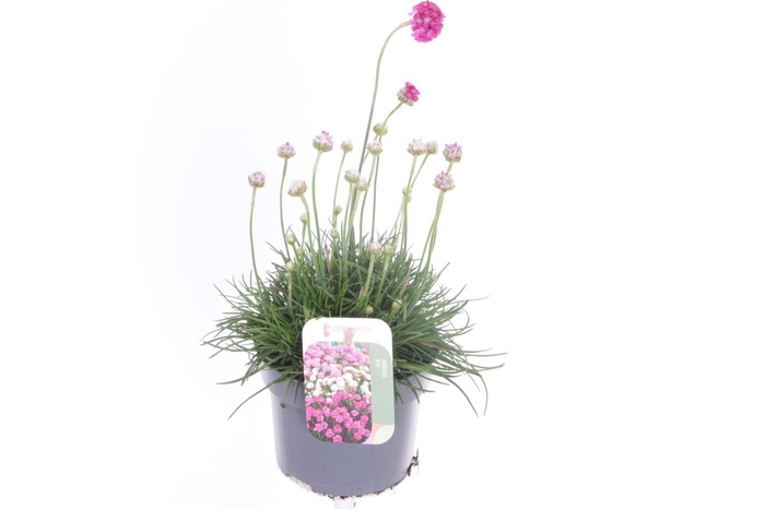 <h4>Armeria maritima Splendens</h4>