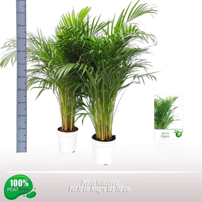 <h4>DYPSIS LUTESCENS</h4>