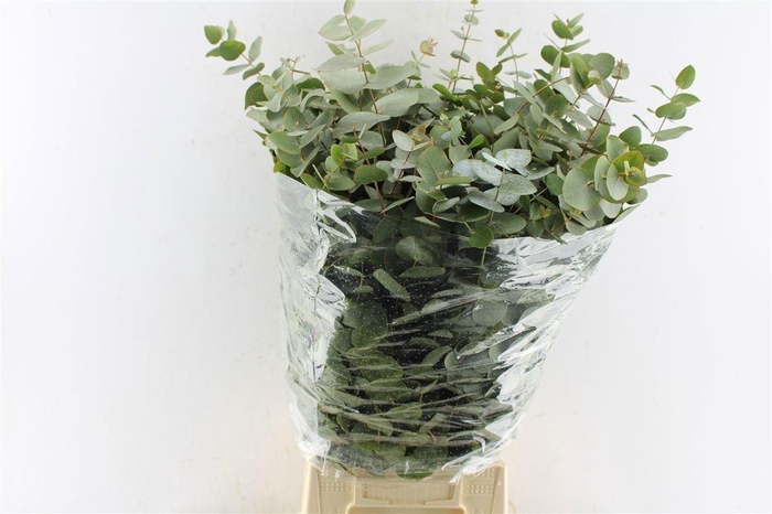 <h4>EUC CINEREA PER BOS</h4>