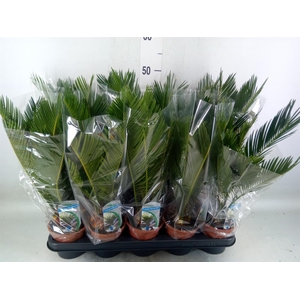 Cycas revoluta