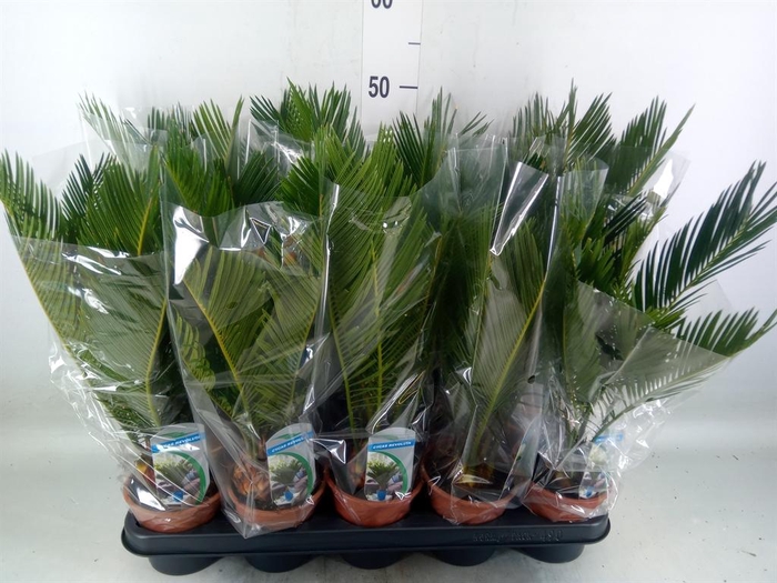 <h4>Cycas revoluta</h4>